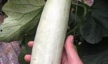 可以吃网红瓜的连接,跟随链接探寻网络热点背后的故事