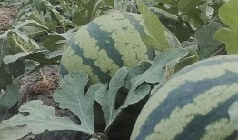 爱大瓜吃瓜网,爱大瓜吃瓜网带你畅游明星幕后故事