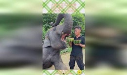 大象吃瓜网,揭秘娱乐圈幕后故事，带你领略明星真实生活