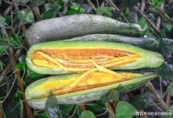 各类网红爆料吃瓜,娱乐圈吃瓜大揭秘，明星幕后故事全曝光！